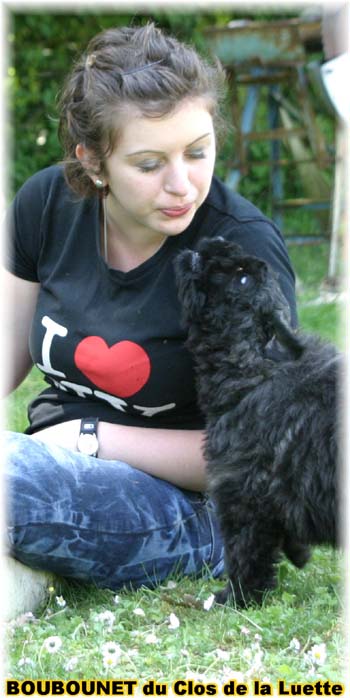 bouvier des flandres photo chiot - Elevage Clos Luette -  COPYRIGHT DEPOSE